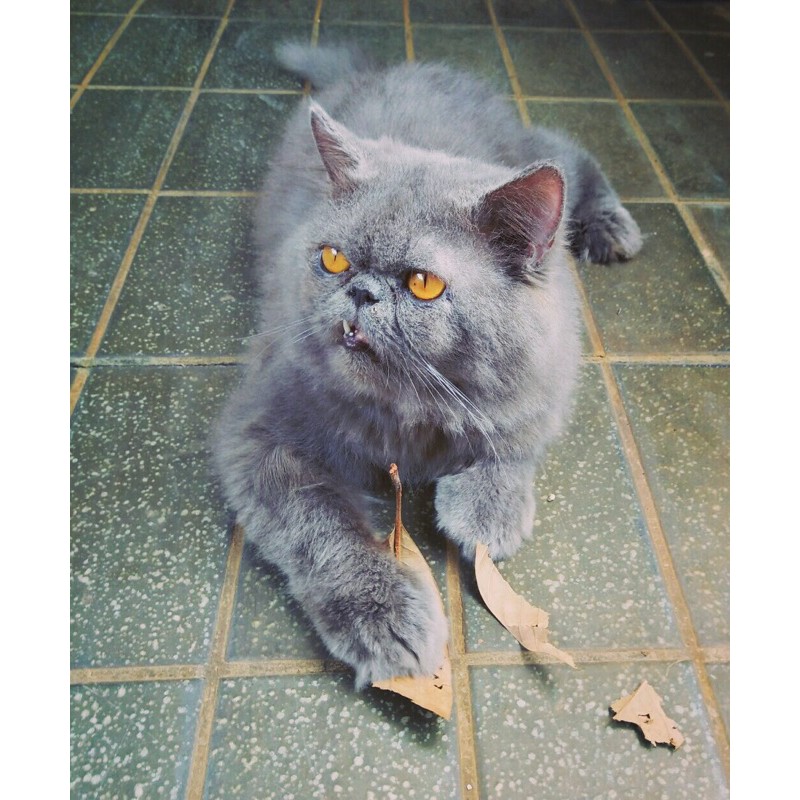 peaknose exstream peranakn ped