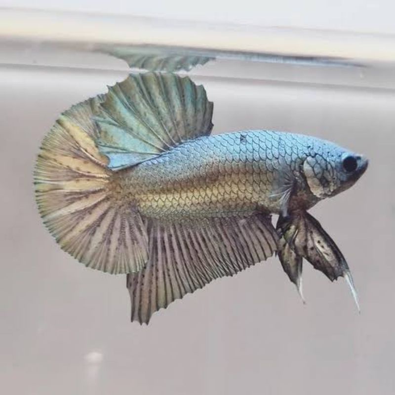 cupang besgel cooper  line black yelow