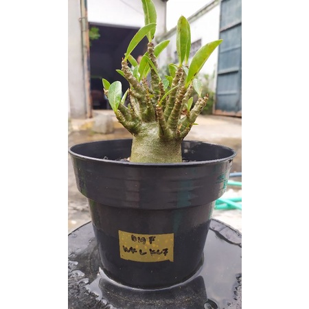 Adenium arabicum hybrid Big F x Wkl Klt