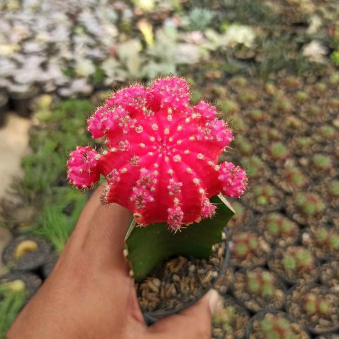 Kaktus sukulen / Gymnocalycium mihanovichii Pink
