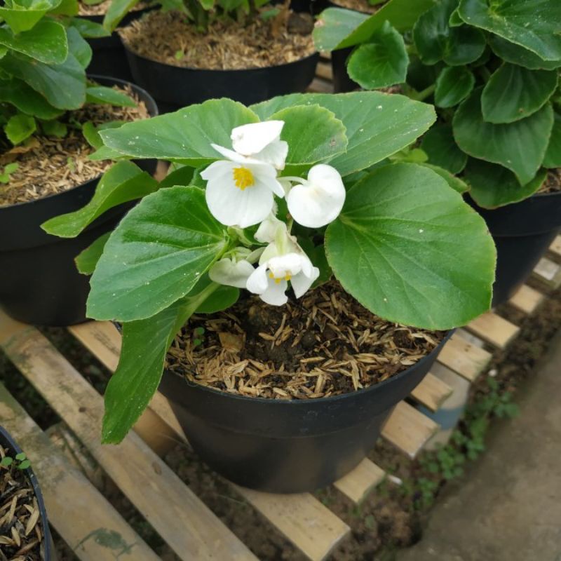 Tanaman Hias Begonia Bunga Putih