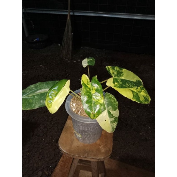 tanaman hias burlemarx stang orange - philodendron - Philo - pilo