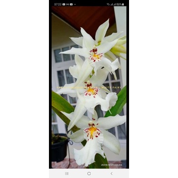 oncidium White Fairy