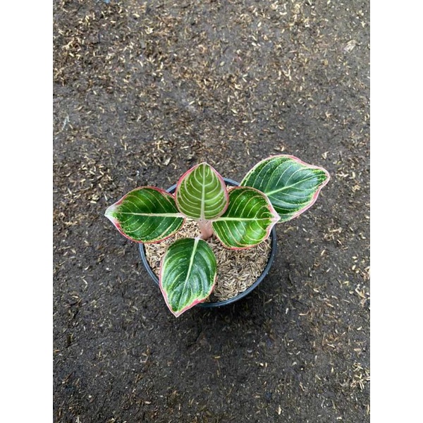 Aglonema Minion anakan