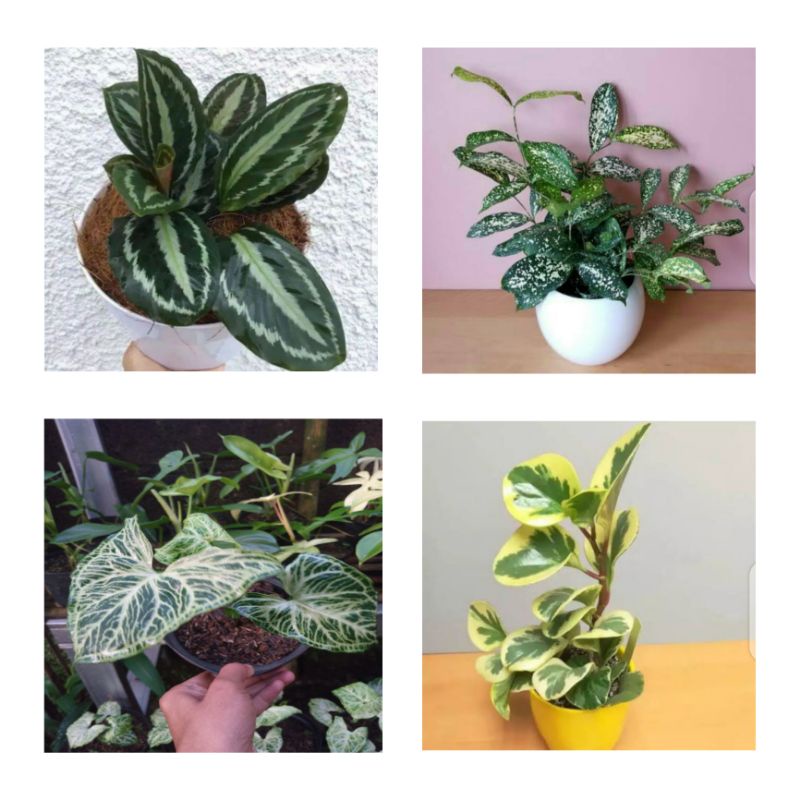 ( BISA COD ) tanaman hias hidup murah paket 4 jenis - bunga hias hidup paket 4 jenis