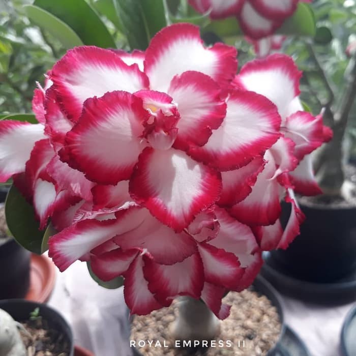 РђРґРµРЅРёСѓРј Royal Empress 2