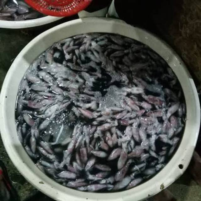 

Cumi kecil