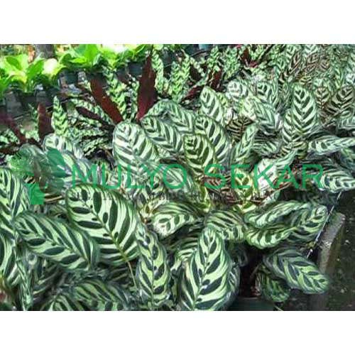 Tanaman hias Calathea Burle Marx - calatea sepat