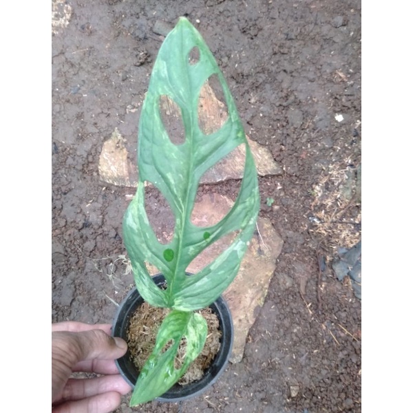 PROMO JANBOL VARIGATA LOKAL