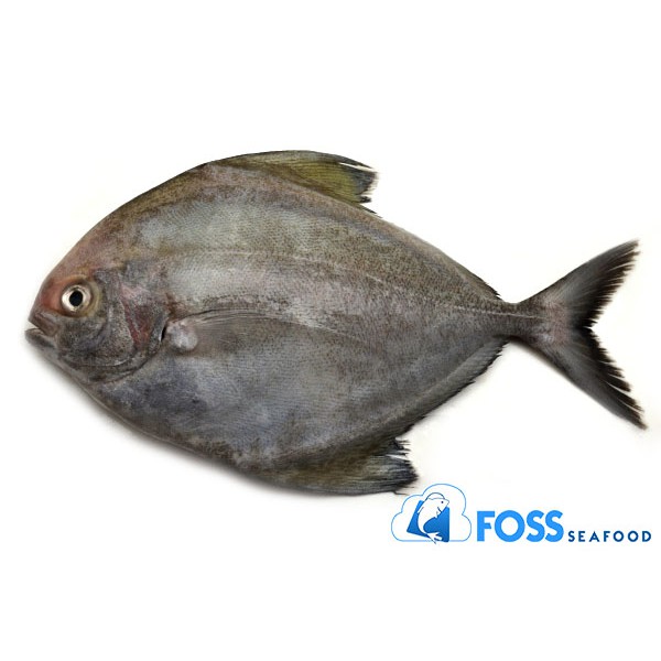 

Foss Seafood Ikan Bawal Hitam Frozen Food (beku) size 300gr-500gr