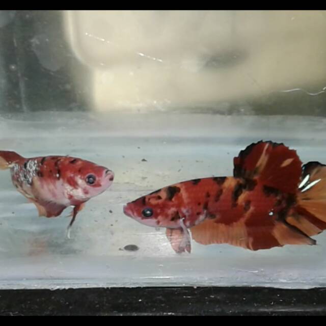 Ikan cupang Giant 1 pair Bo 4,5 Sampai 6
