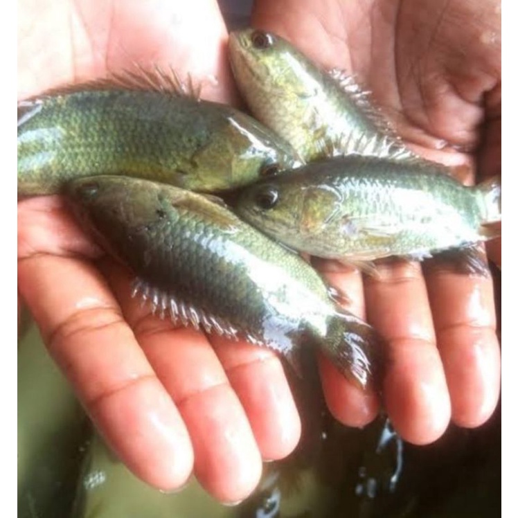 

Ikan Pepuyu, Ikan Betok, Ukuran Kecil - Sedang Berat 500 Grm