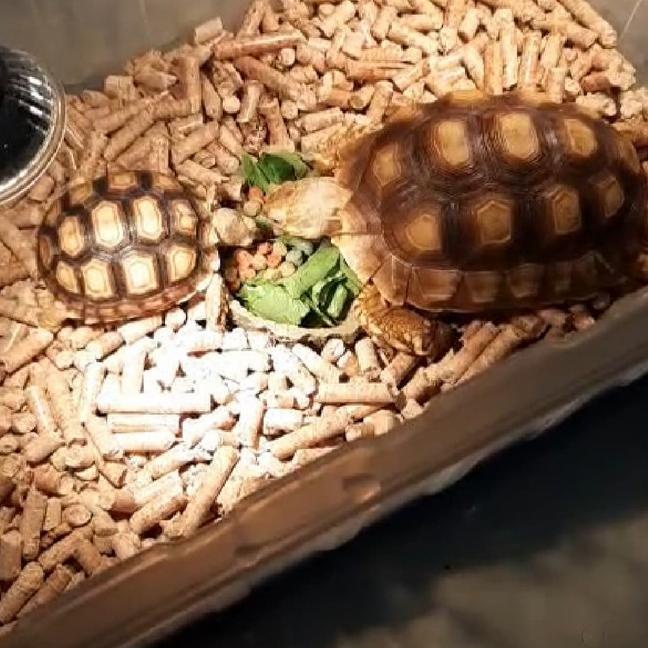 WOOD PELLET ALAS KUCING/KURA-KURA/SULCATA/HAMSTER SUPER MURAH