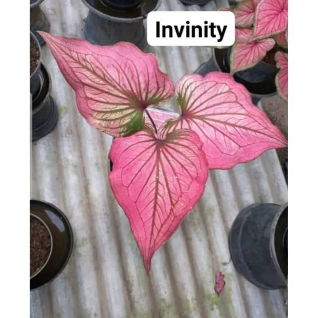 Tanaman Hias Caladium Keladi Hias Infinity Caladium Srirejeki Shopee Indonesia