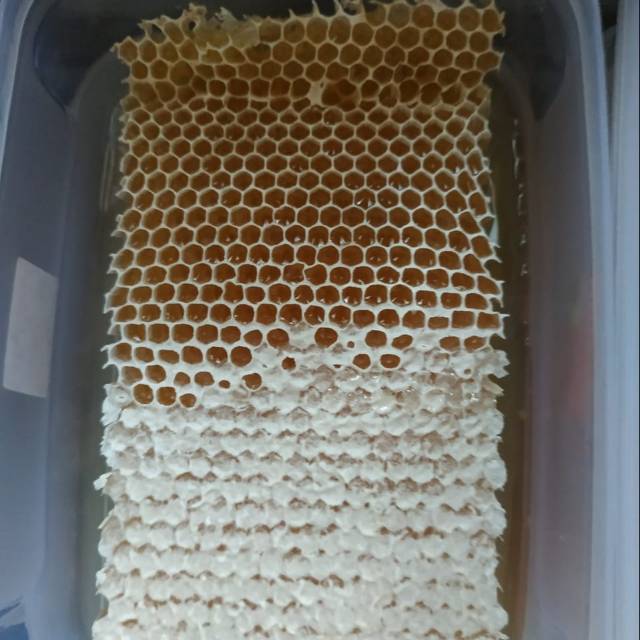 

Sarang +madu asli 500gr ready