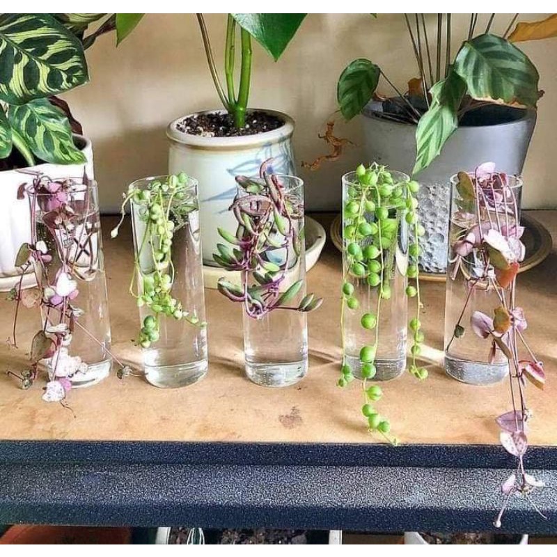 Vas bunga kaca / vas kaca bening / vas bunga hidup/ vas kaca tinggi