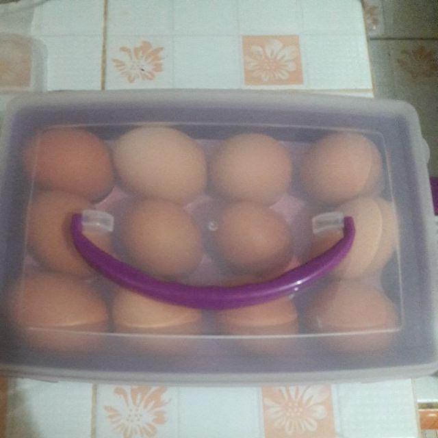 Kotak Telur Isi 12 High Quality Golden Sunkist