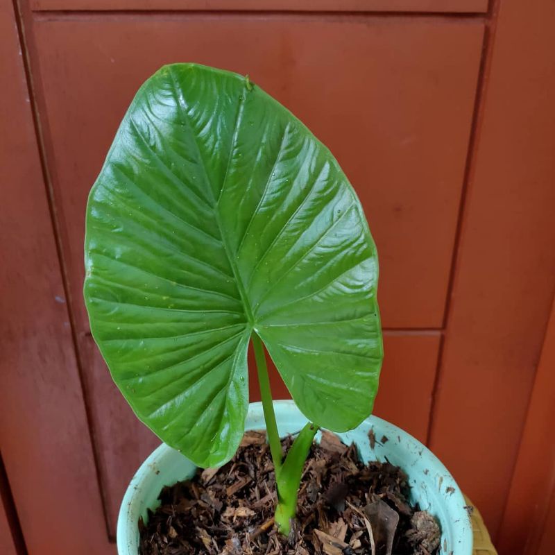 alocasia reginae alba