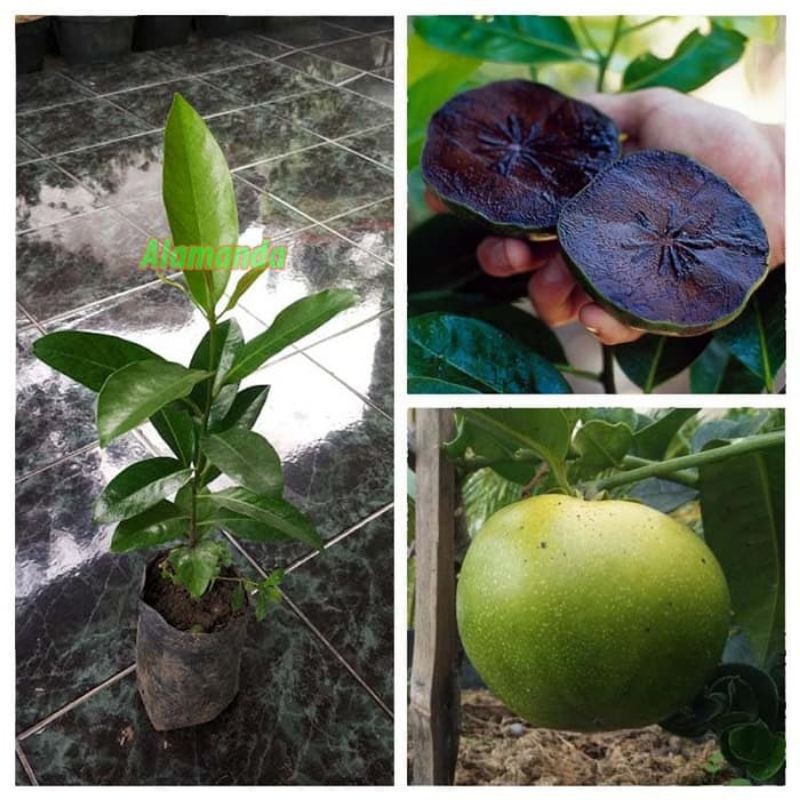 bibit black sapote