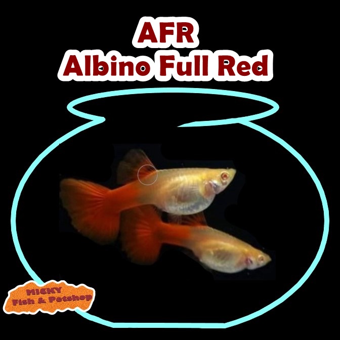 Guppy AFR Albino Full Red Betina INDUKAN