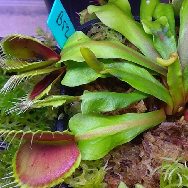 Tanaman Karnivora Hias Venus FlyTrap B52