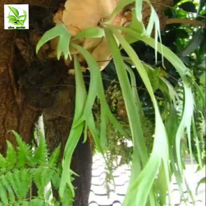 tanduk rusa kadaka simbar