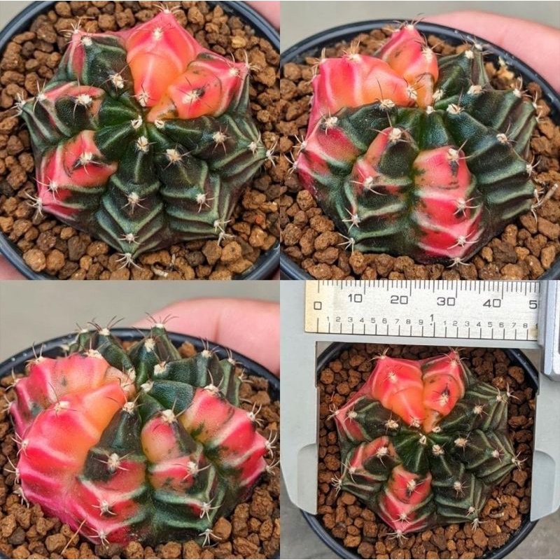 Gymno Hybrid mirip Daydream