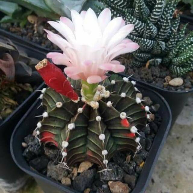 Paket 10pcs biji benih kaktus LB Varigata/LB Var