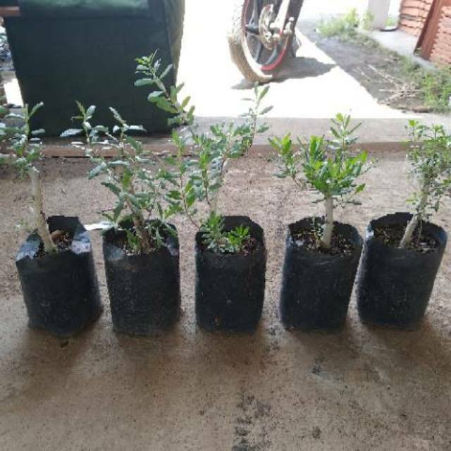 BIBIT SETIGI / SANTIGI