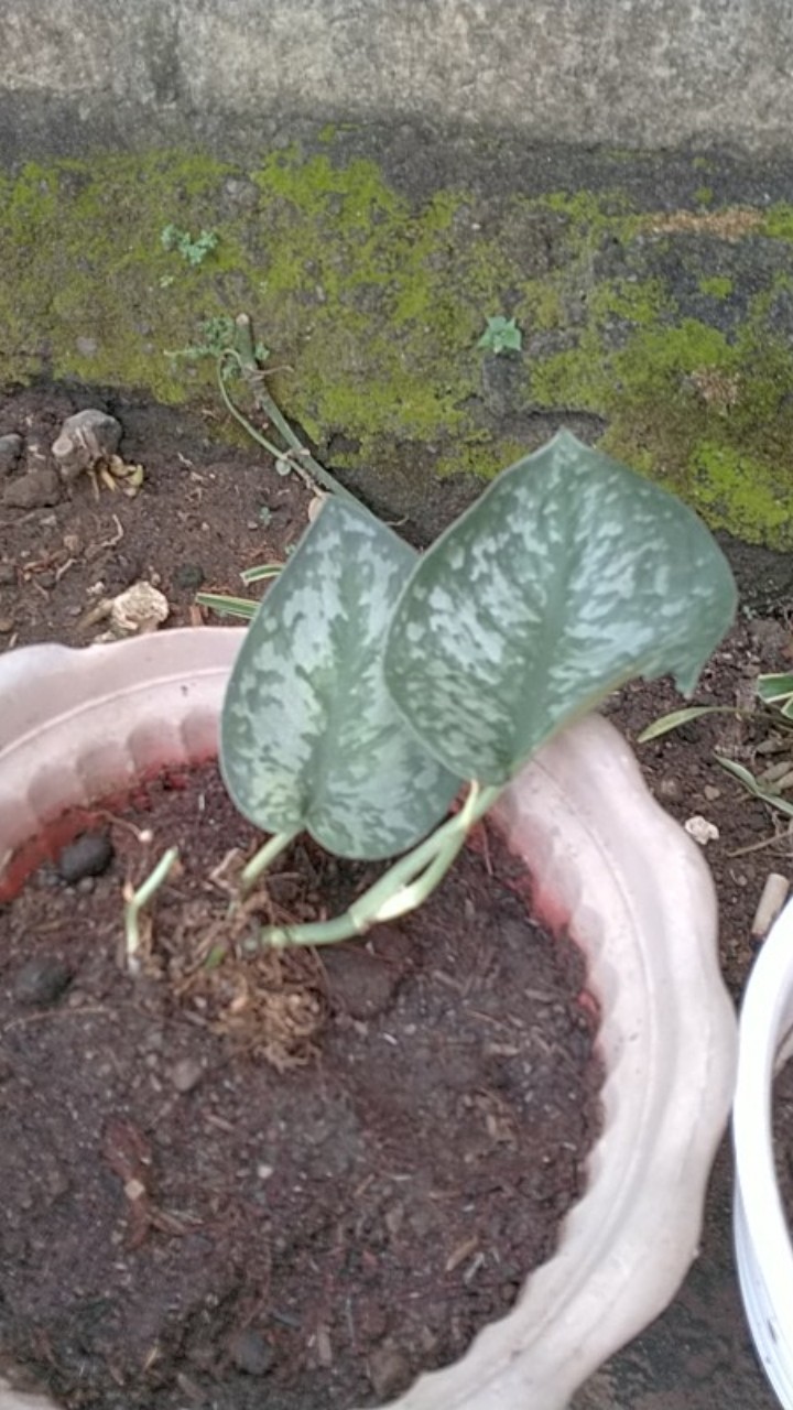 Tanaman Hias Srigading Susu