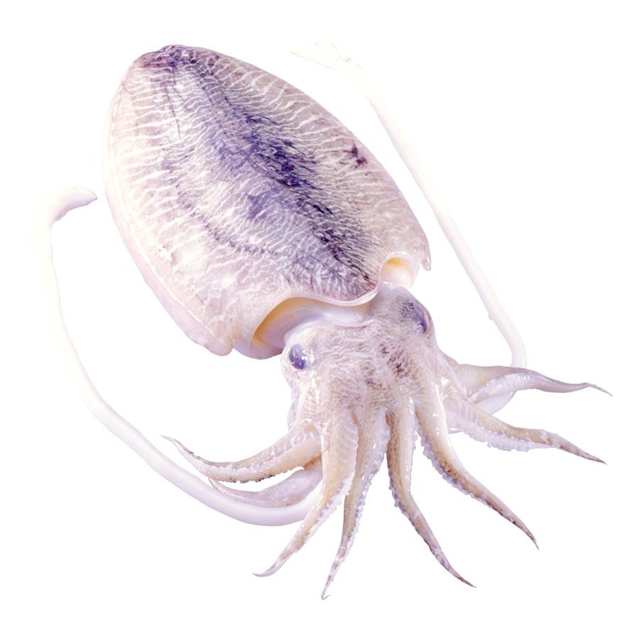 

Cumi Balakutak 500gr-1Kg Pasar Bandung Berkah