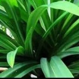 

Daun Pandan