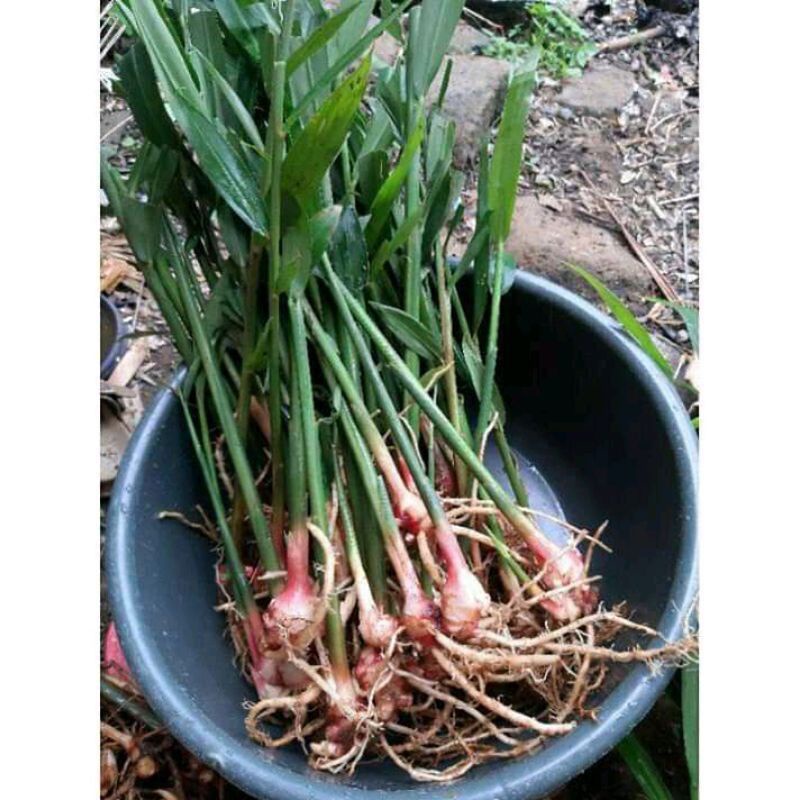 BIBIT JAHE MERAH SUPER SIAP TANAM