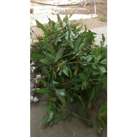 bibit fresh cangkok mangga madu