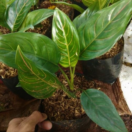 Tanaman Aglaonema Rotundum Aglonema Rotundum