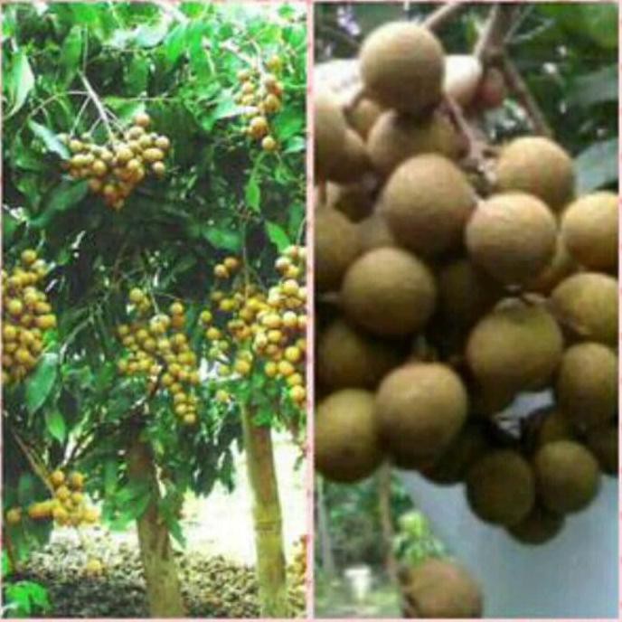 @_3 BIBIT KELENGKENG NEW KRISTAL *_$