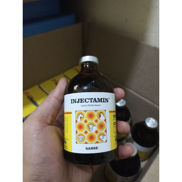 INJEKSI MULTIVITAMIN HEWAN TERNAK SAPI