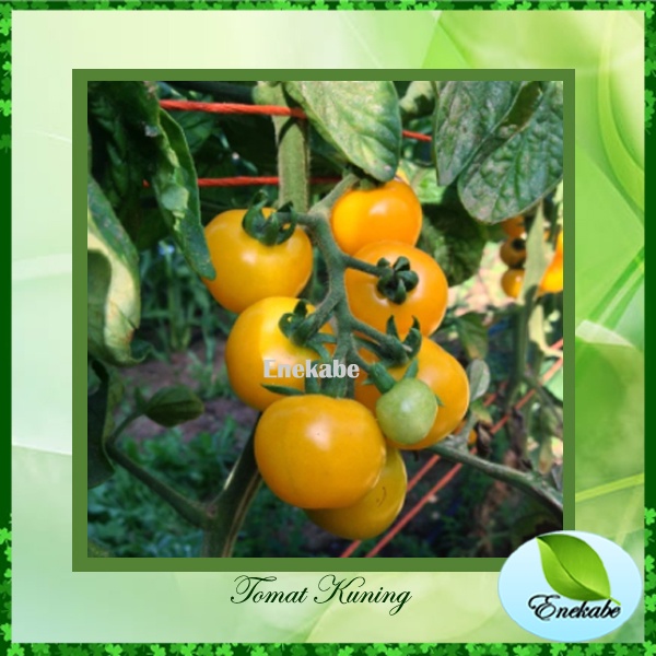 Bibit Tanaman Tomat Kuning Bibit Tomat Bibit Tanaman Sayuran