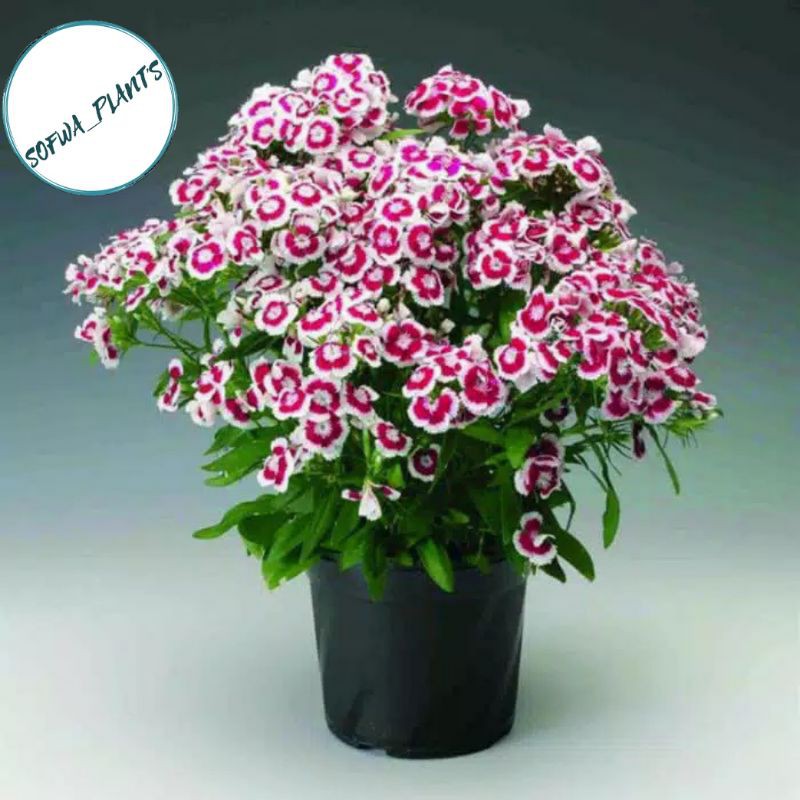 TANAMAN HIAS ANYELIR PING PUTIH