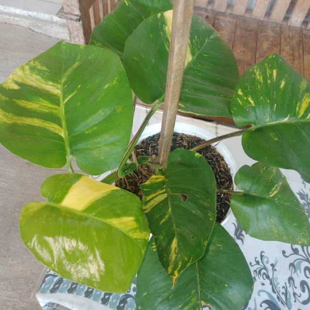 Monstera Kuning Shopee Indonesia