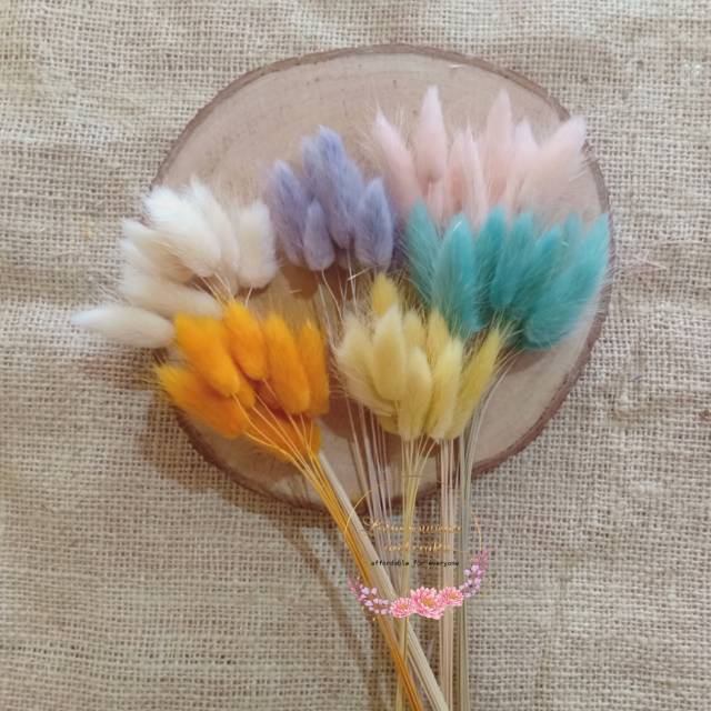  IMPORT Preserved Bunny  tail warna pastel bunga  kering 