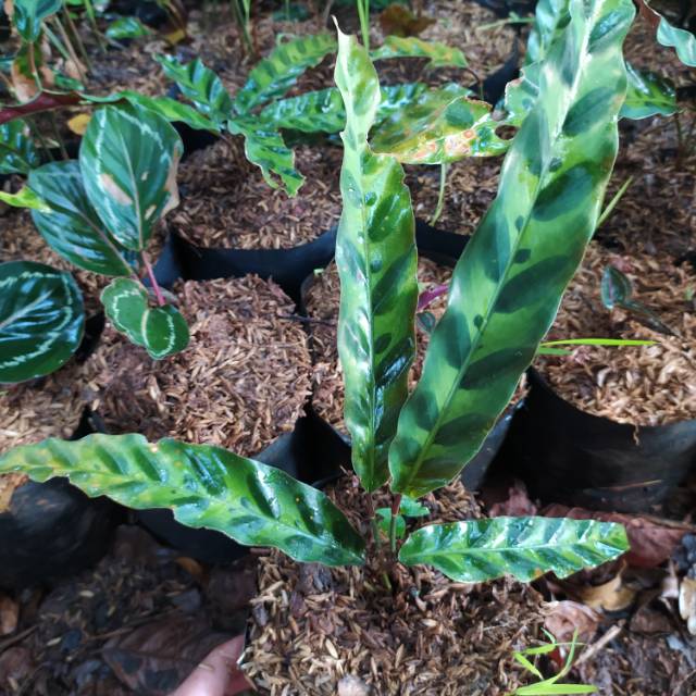 Tanaman hias calathea  lancifolia Meranti bulu  ayam 