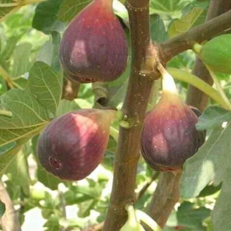 bibit buah tin cangkok benih pohon bibit tanaman buah bisa di tanam di dalam pot tabulampot taman