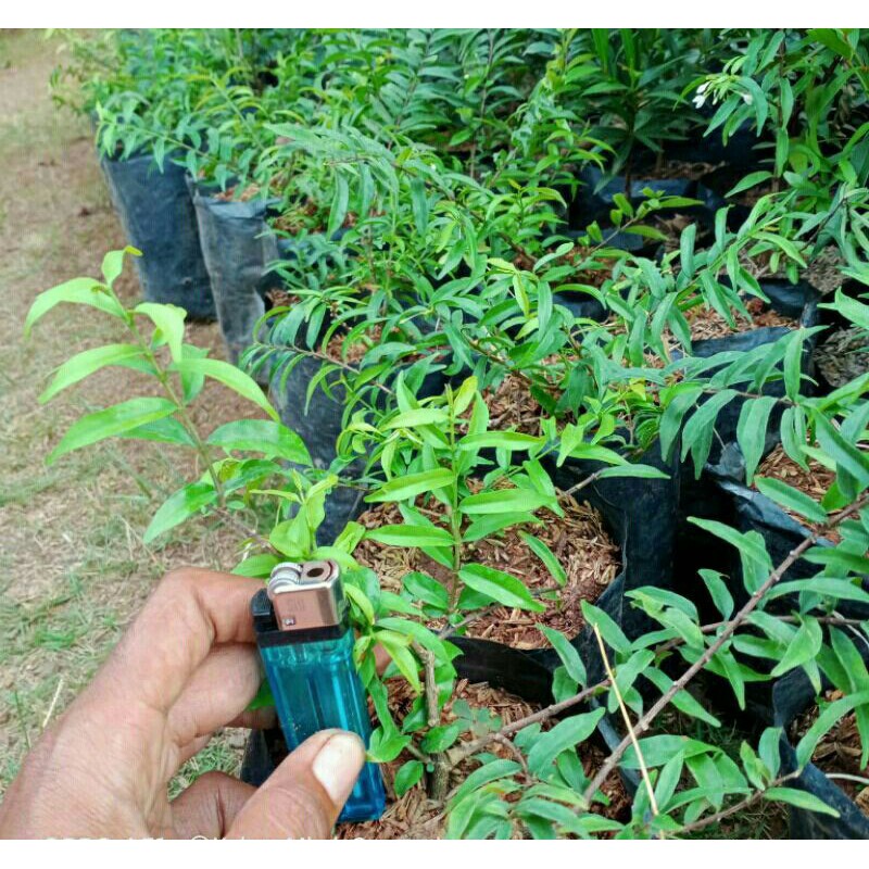 Bibit Bonsai Anting Putri Mikro