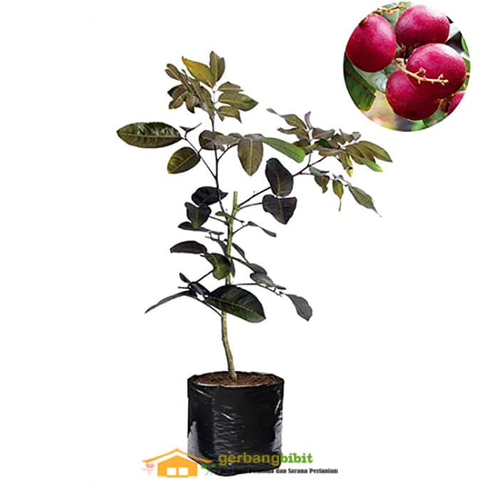 Bibit Kelengkeng Merah Red Ruby Longan