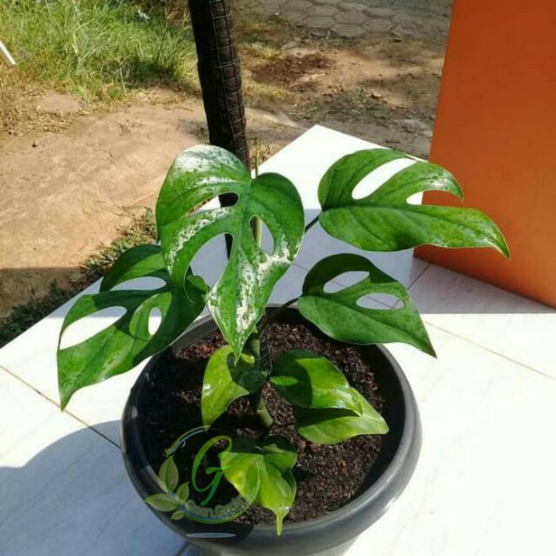 Tanaman Hias Philodendron Monstera Rhapidopora/Rhapidopora pertusa/Monstera