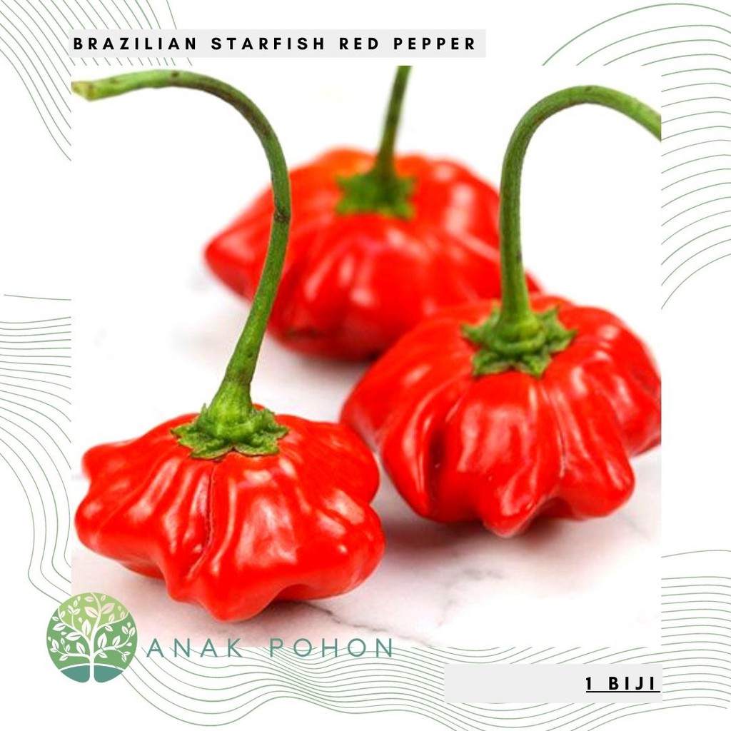 Benih Bibit Biji - Cabai Brazilian Starfish Red Pepper Seeds