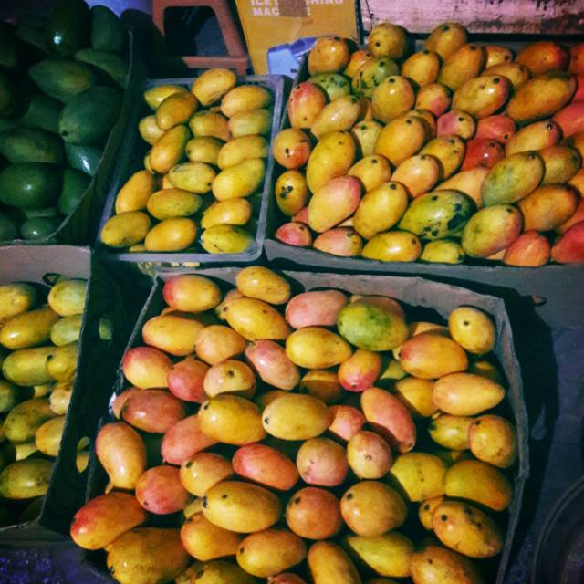 

Mangga podang gunung khas kediri bukan podang kampung