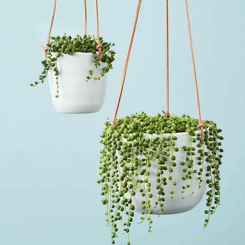 String Of Pearls Senecio Rowleyanus / Sukulen Tasbih