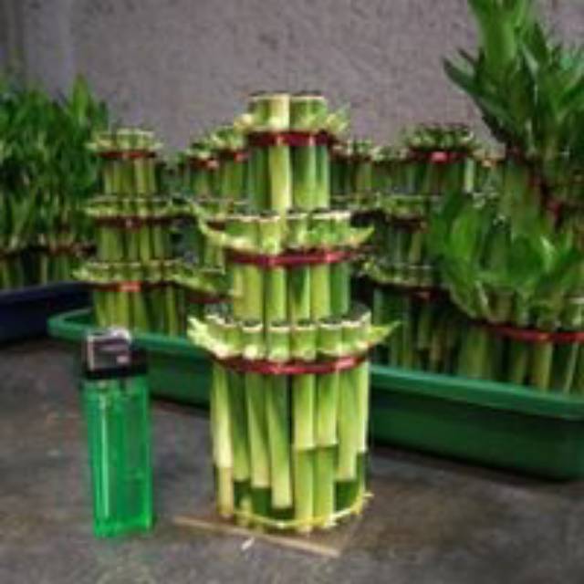 Luky bamboo / bambu hoki bambu rejeki souvenir tanaman